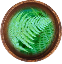Extrait de Polypodium Leucotomos